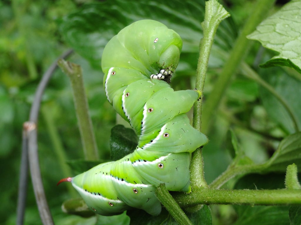 green hornworm on tomato plant