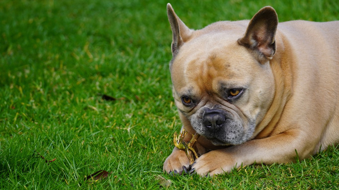 dog dental chew