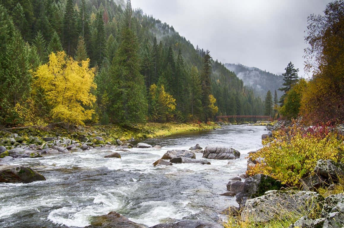 wild trout stream