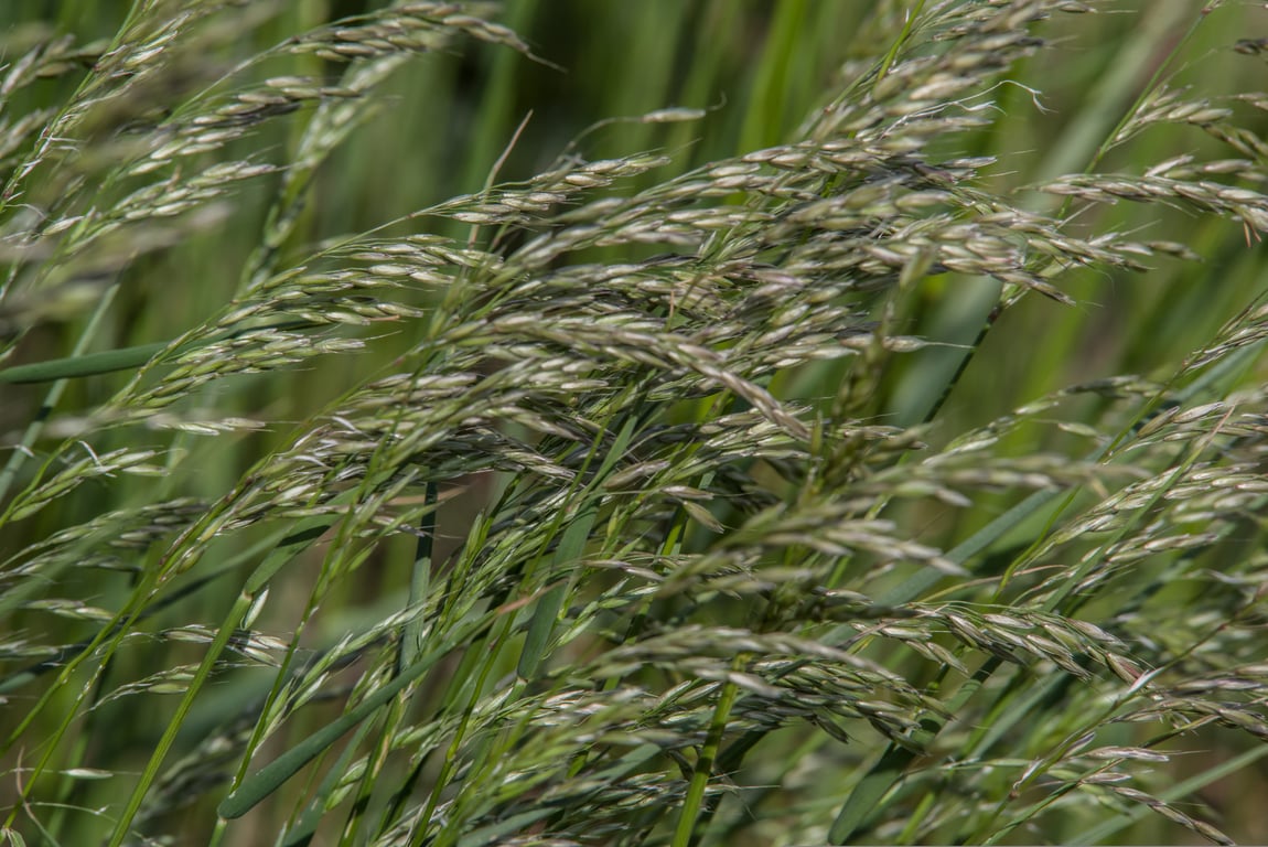 lawn weed treatment