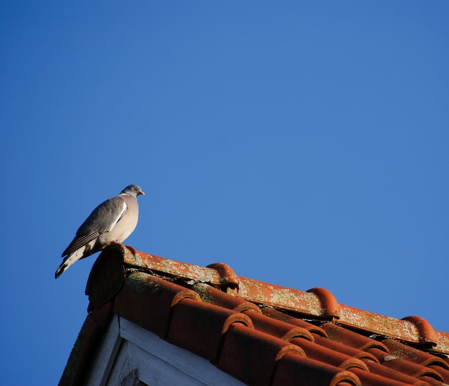 hail damaged roof shingles