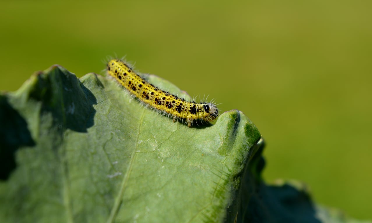 caterpillar on leaf