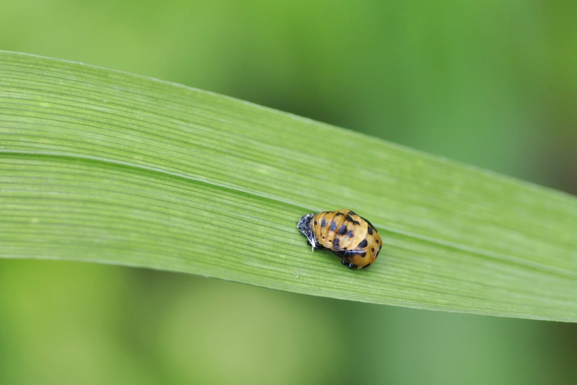 pest control technician home inspection