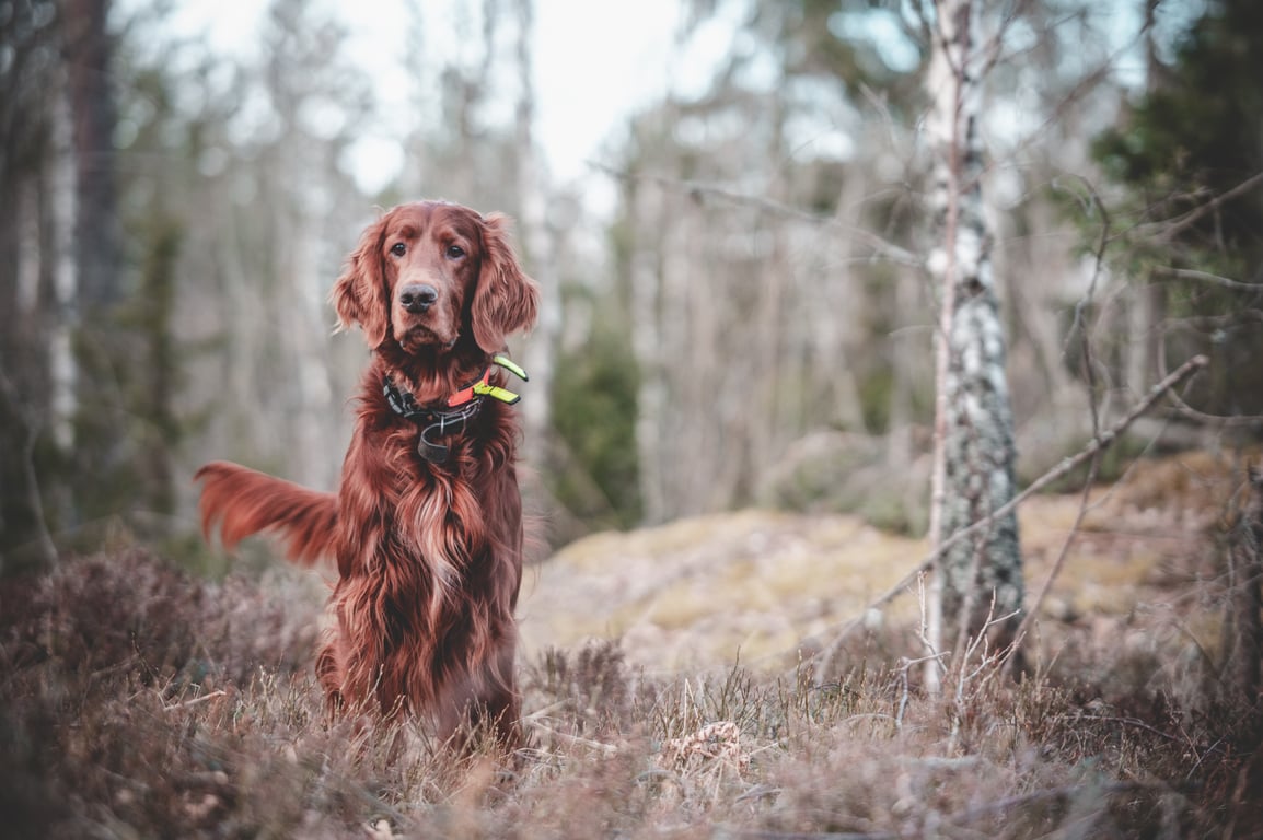 PetSmart dog training class