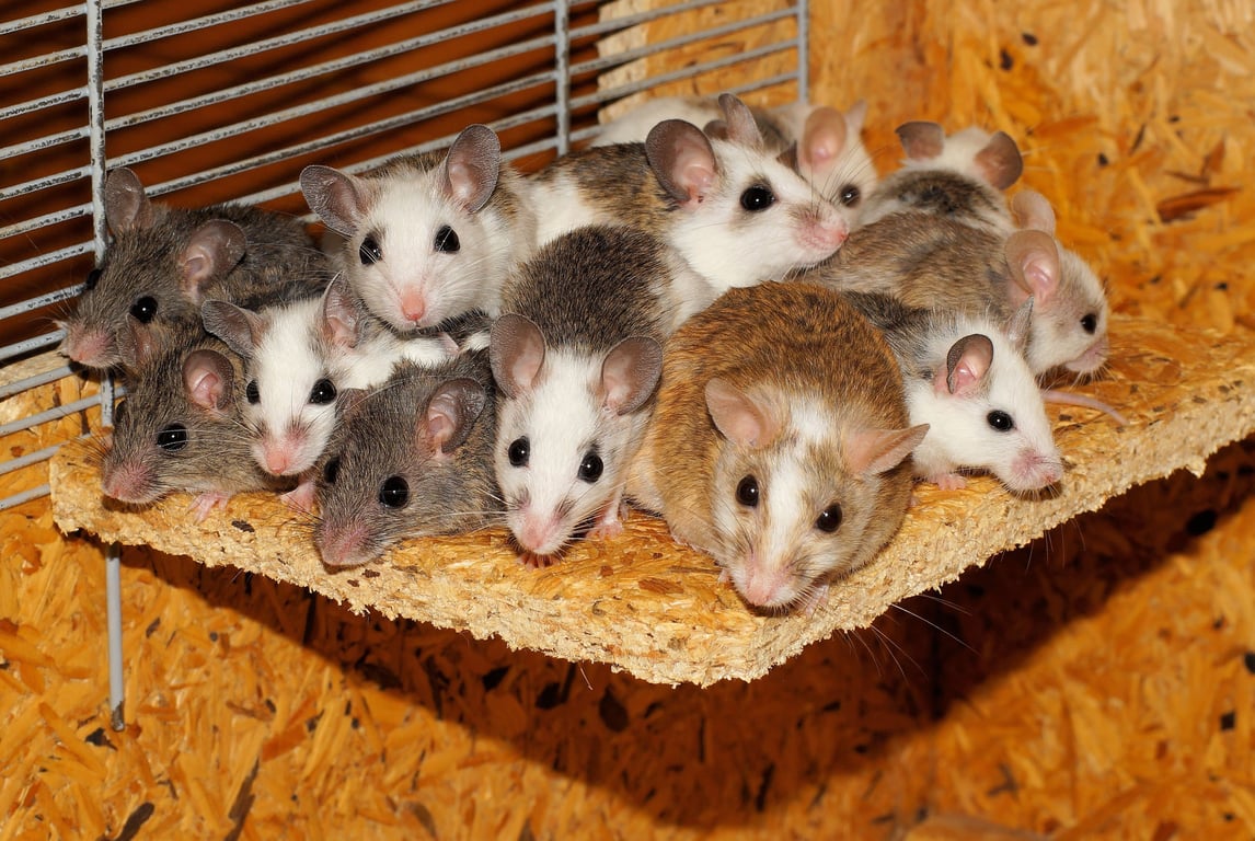 mice entry points