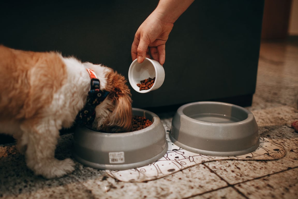 dog eating fish dog food