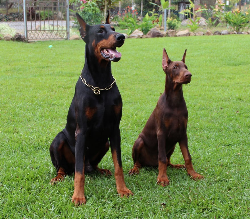 dog trainer consultation