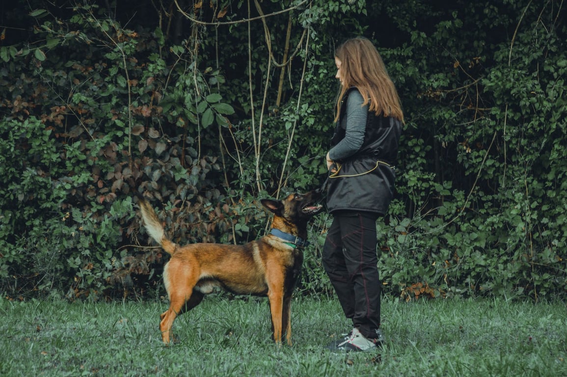 Dog Training Courses: How to Choose the Right Program for Your Dog
