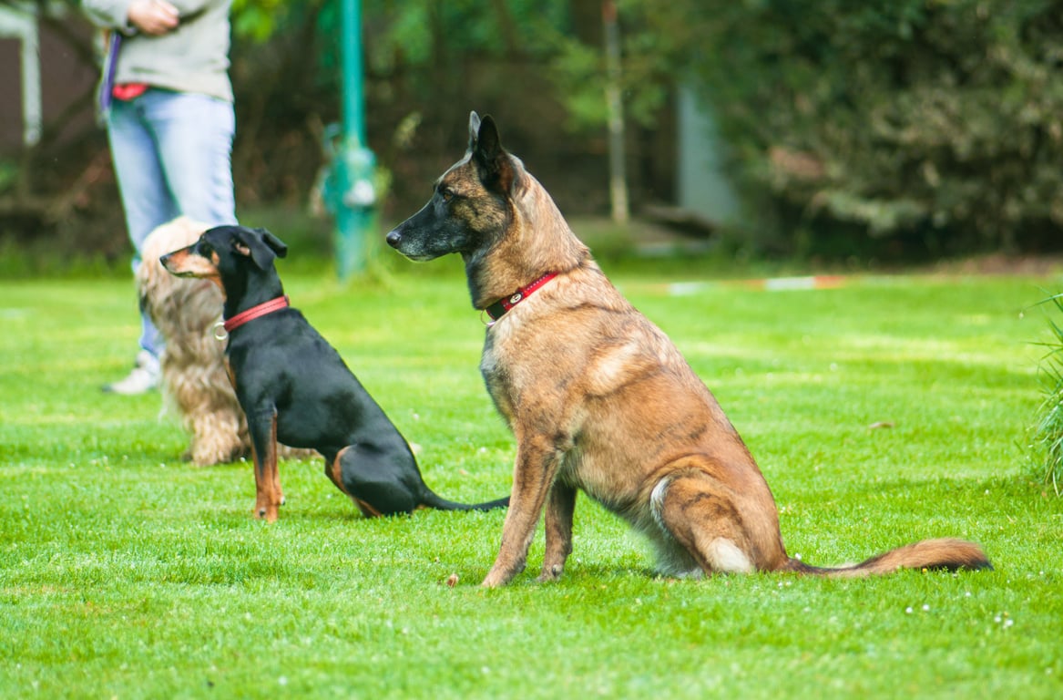 dog obedience class