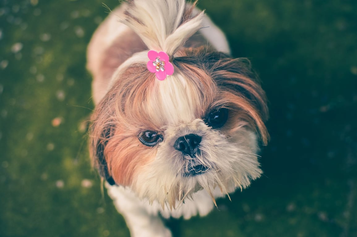 PetSmart Dog Grooming: Services, Costs, and What to Expect