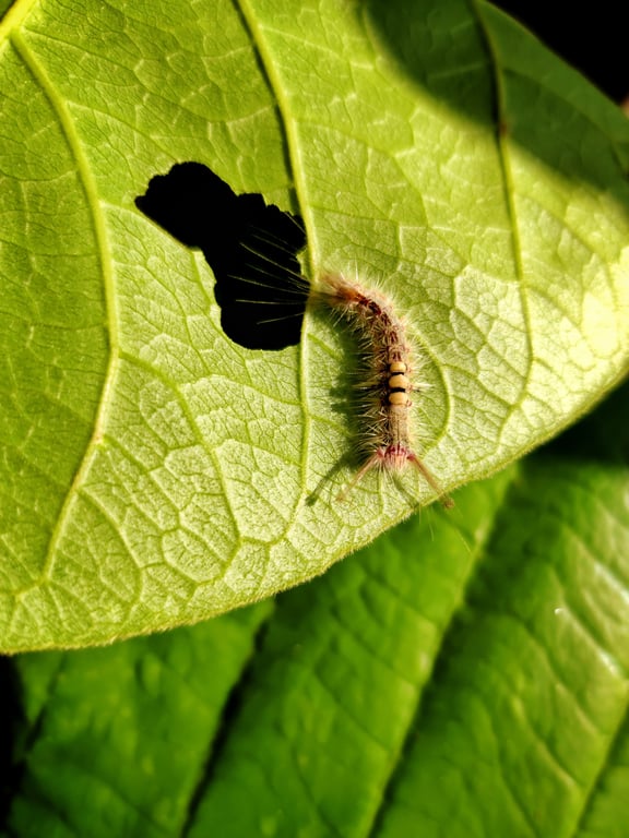 caterpillar on leaf