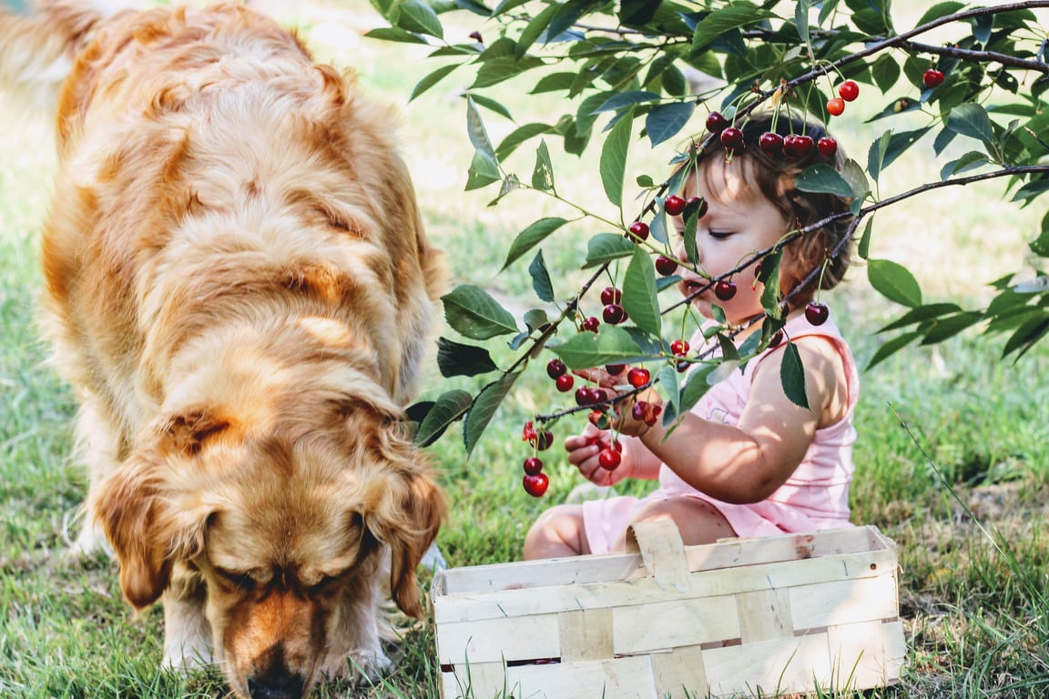 dog eating fresh food