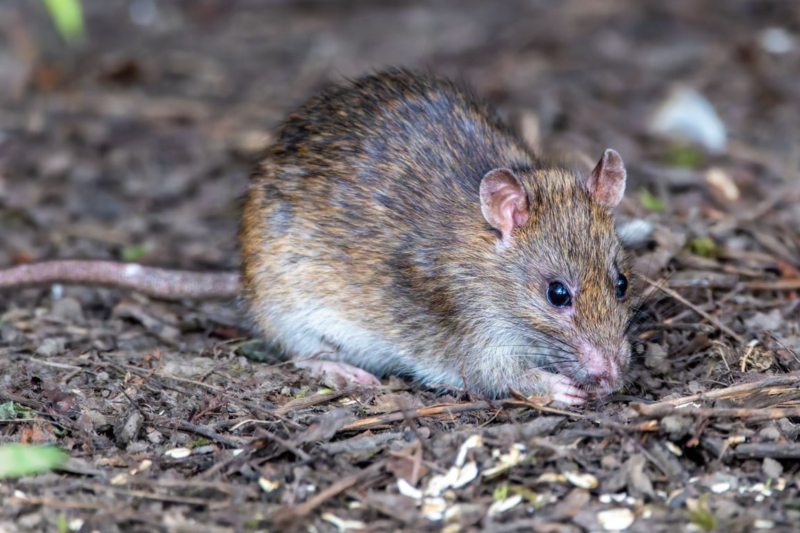 Rodent Prevention Services: Stop Infestations Before They Start