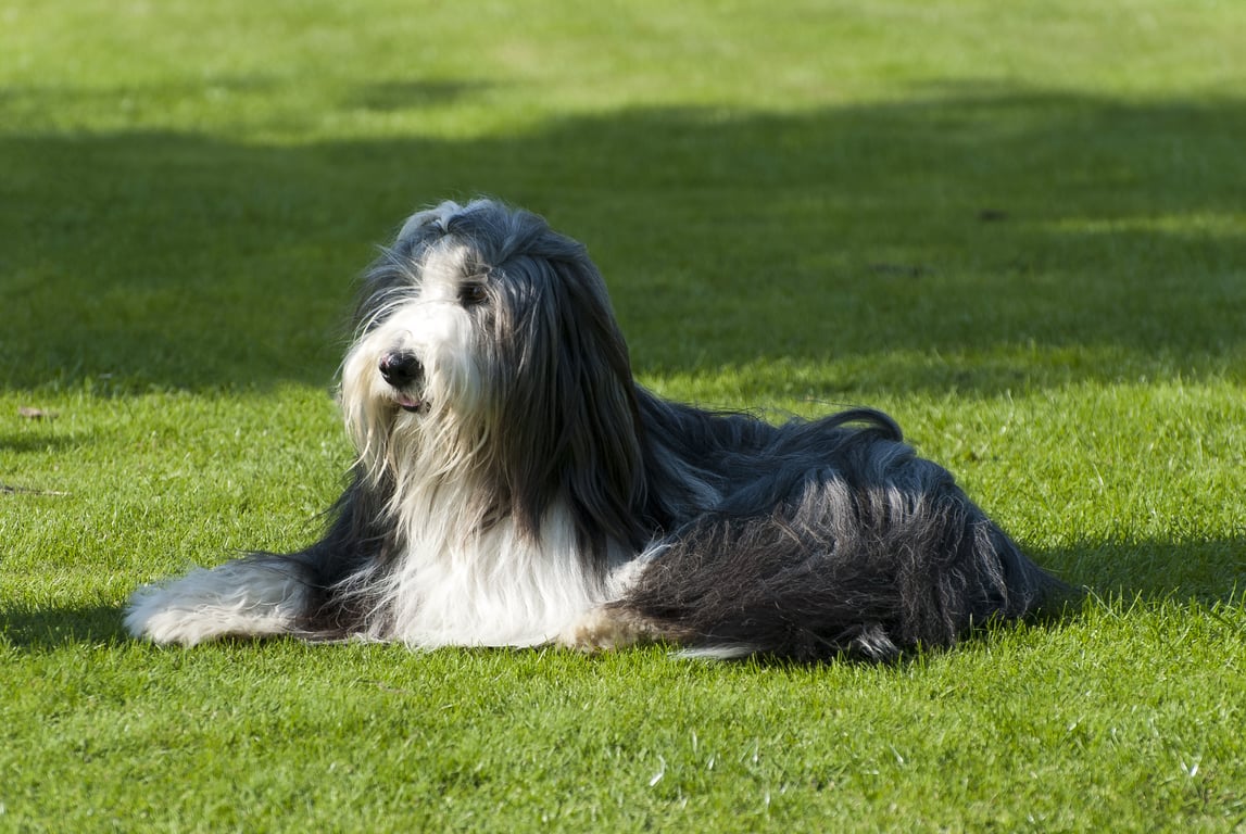 dog obedience training