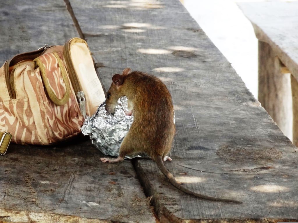 rat traps home
