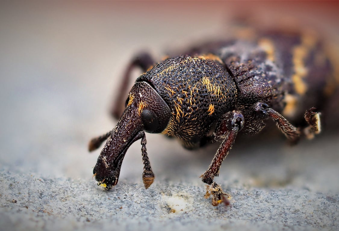 Orkin pest control technician