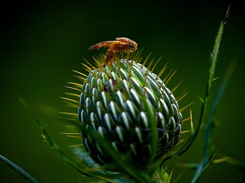 home pest inspection