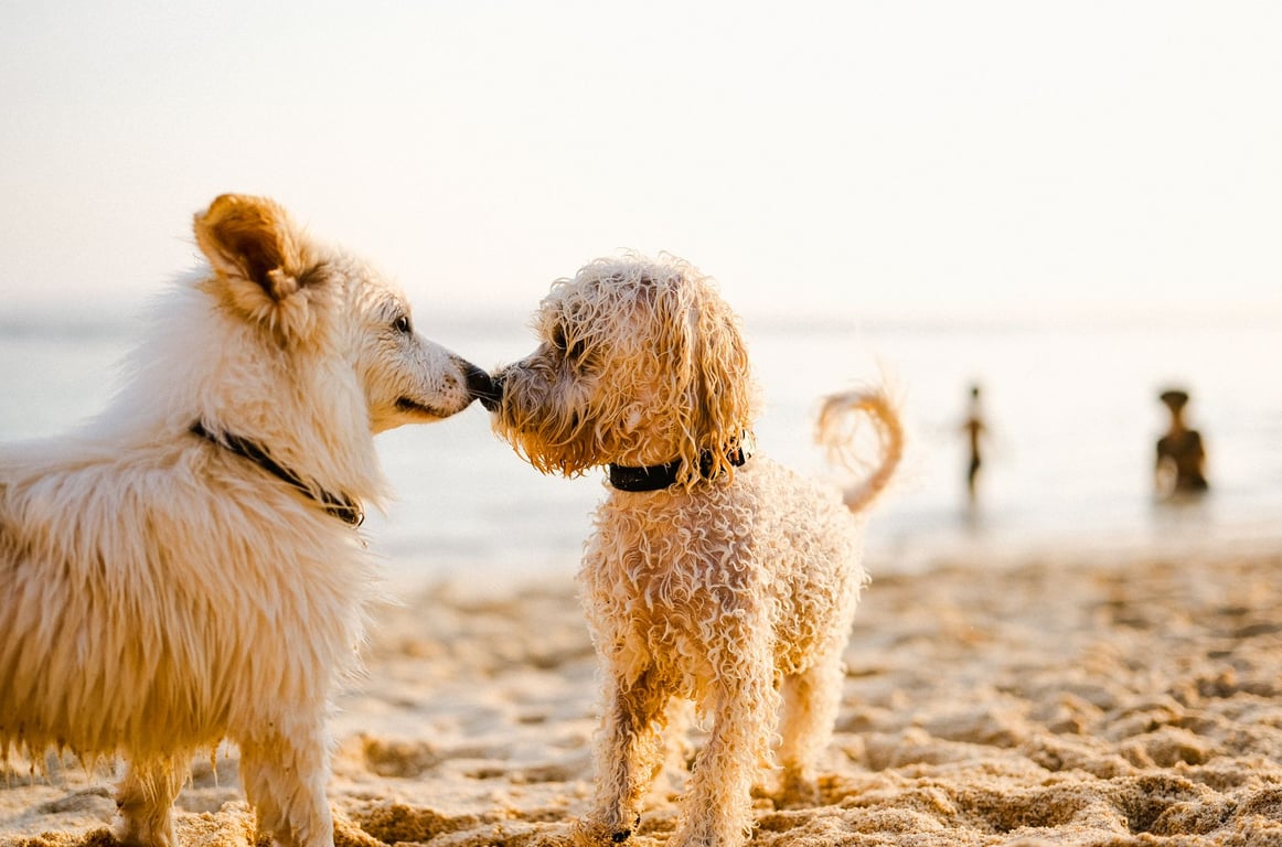 Multi Pet Insurance: When One Policy Approach Makes Sense for Your Household
