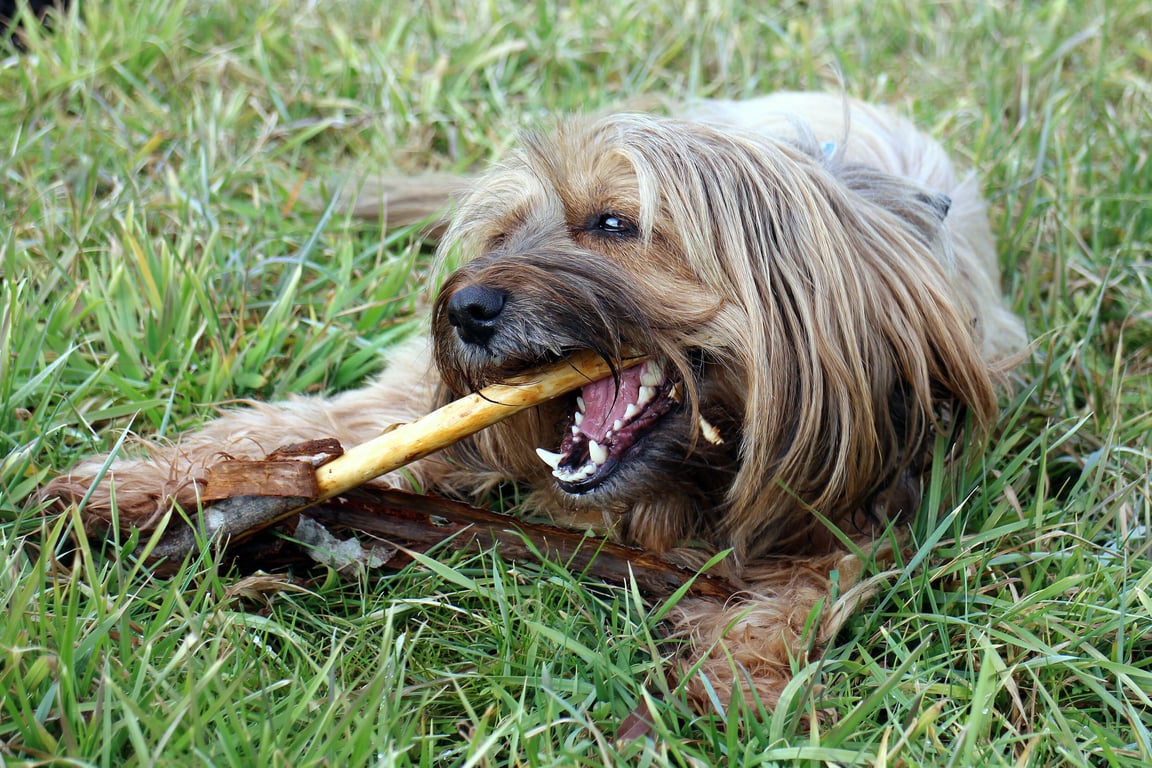 dog dental chew