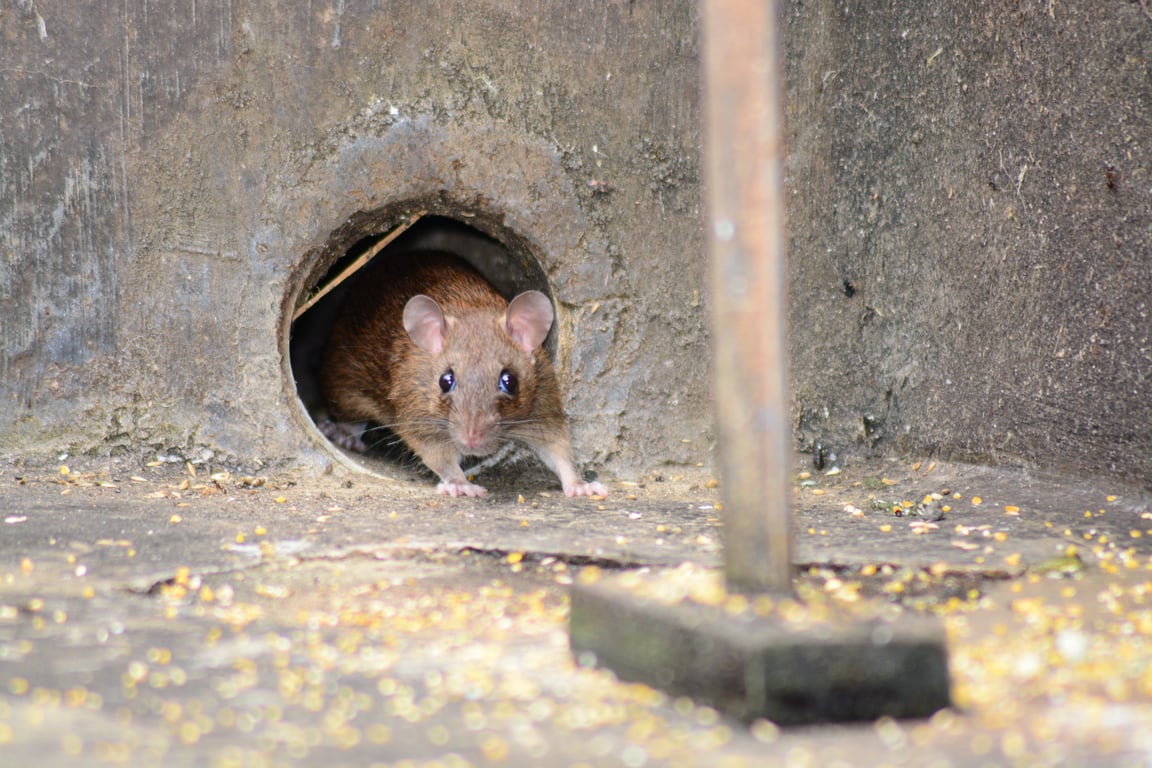 mouse pest control inspection
