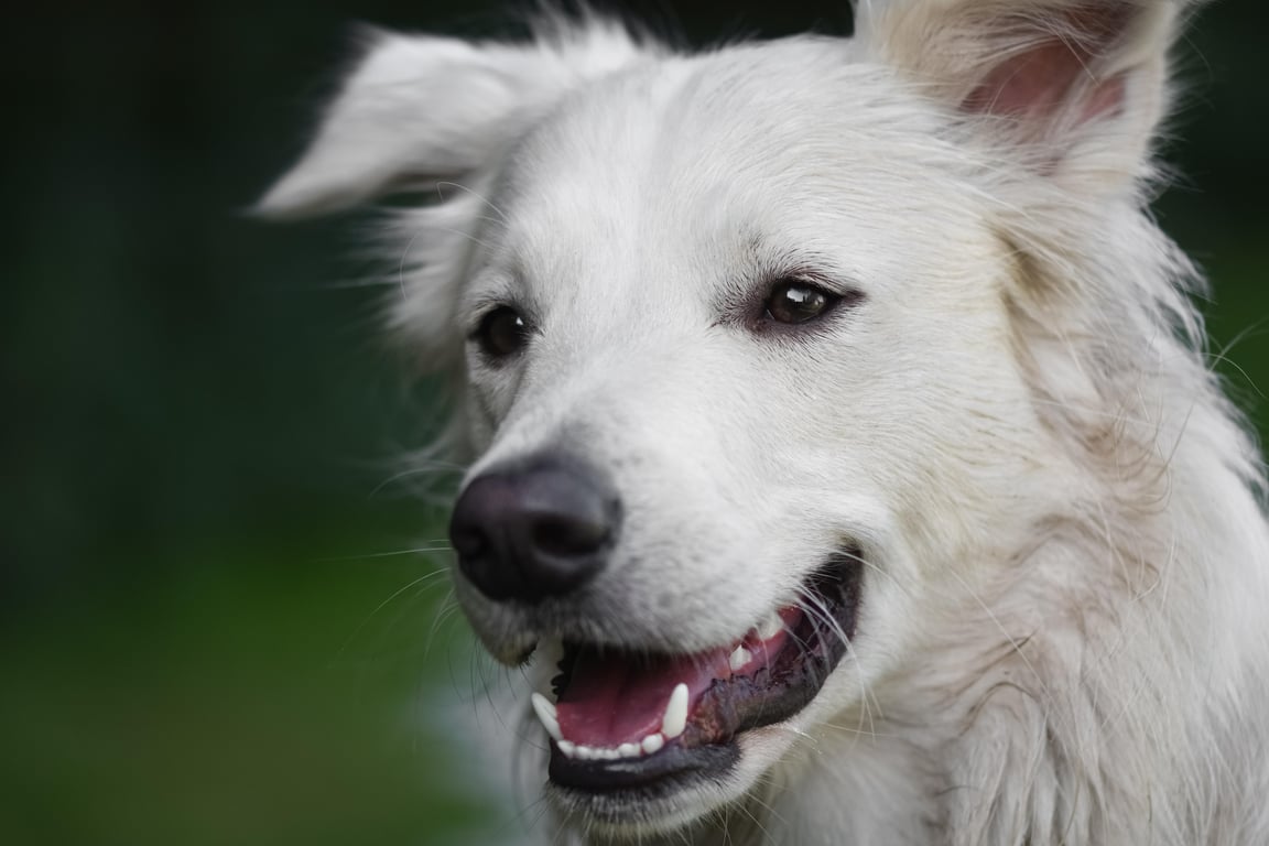 veterinarian examining dog