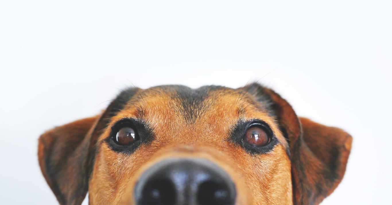 veterinarian examining dog