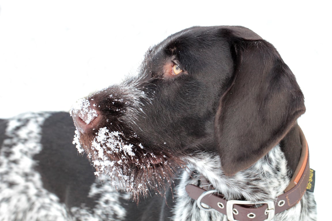 veterinarian examining dog
