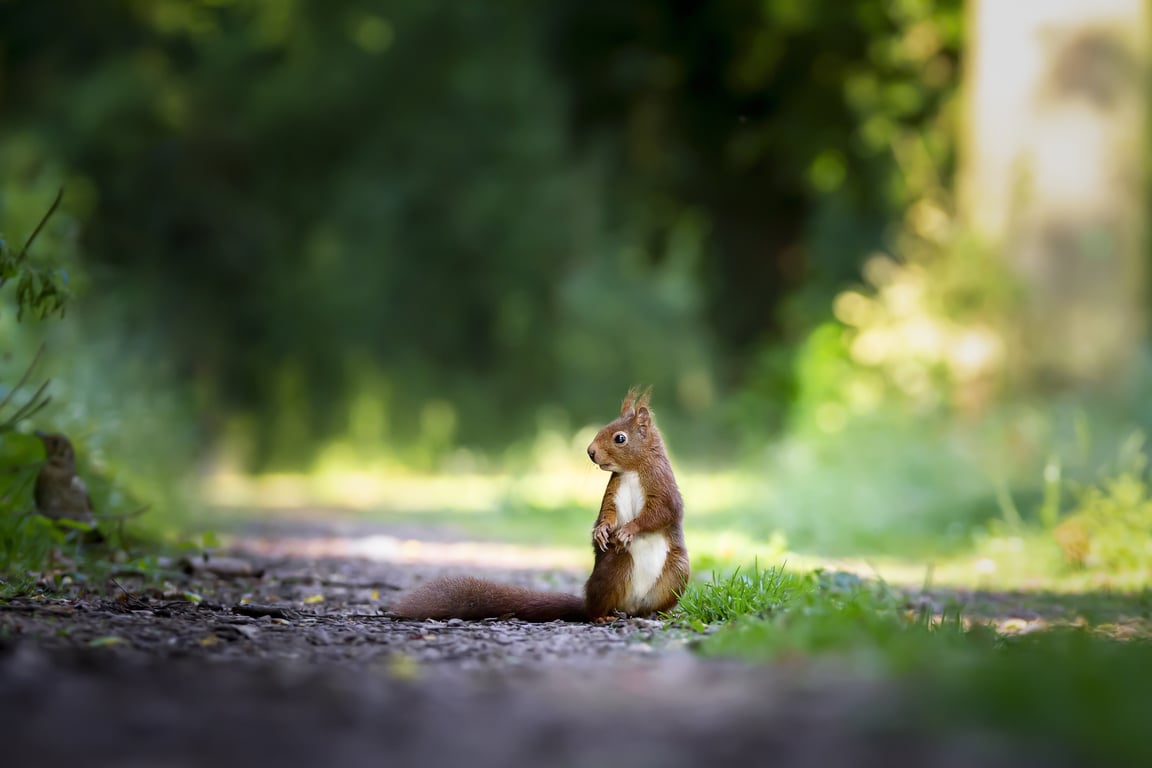 squirrel on roof
