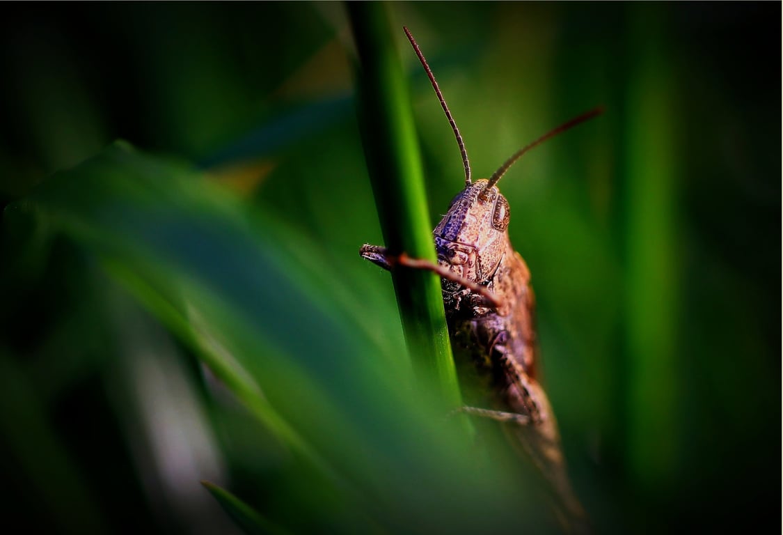 pest control home inspection