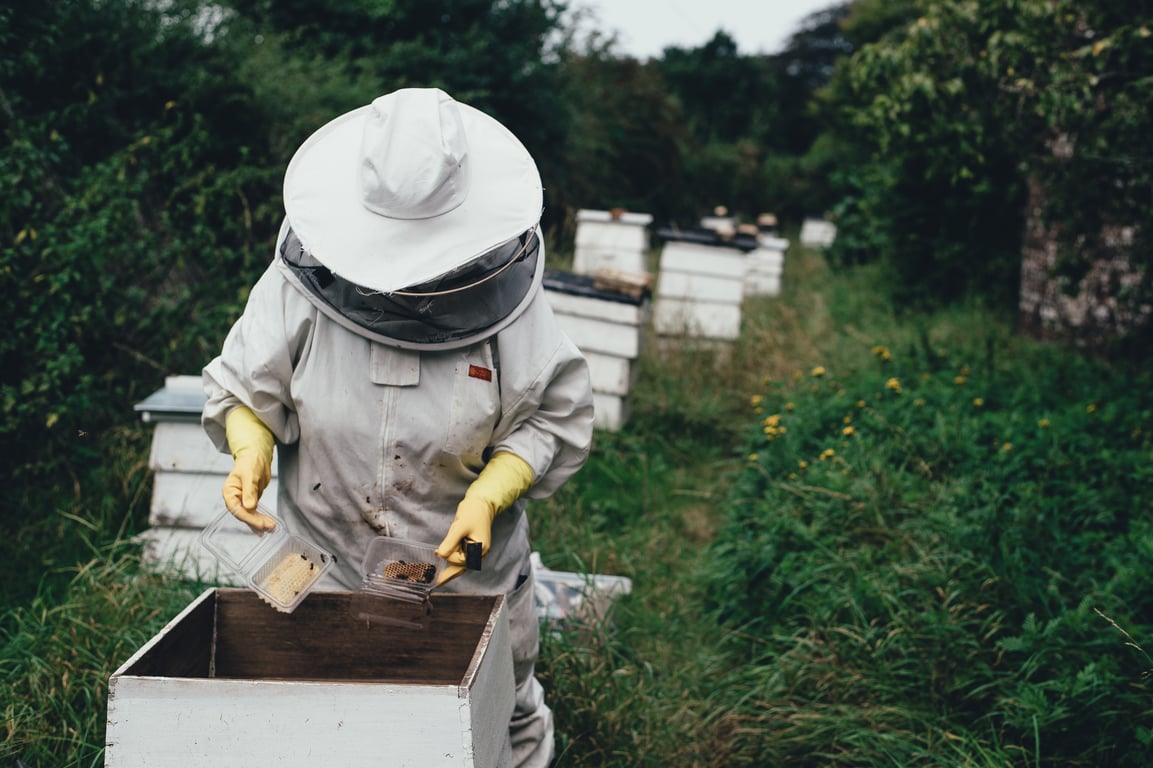beehives honey harvest