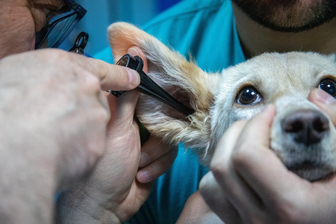 veterinarian examining senior dog
