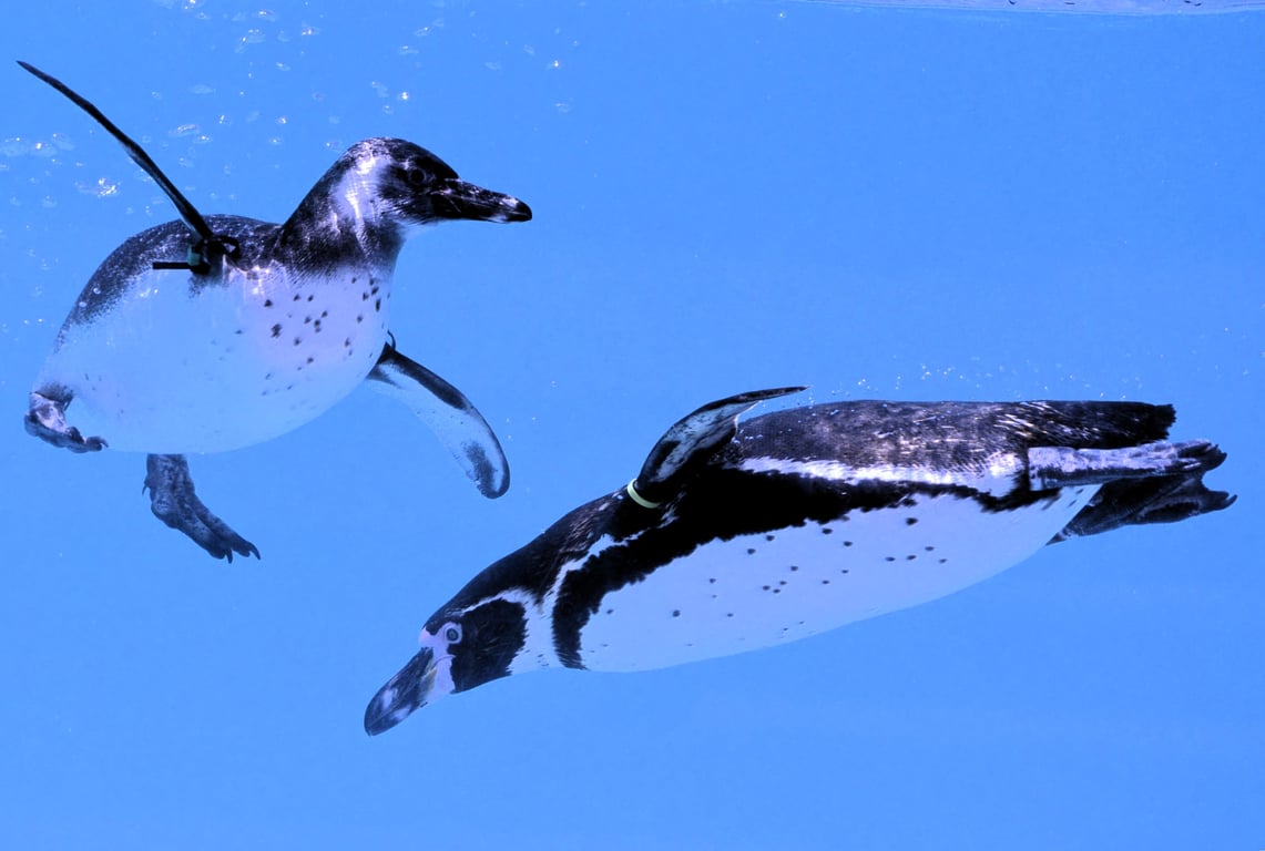 swim spa underwater treadmill