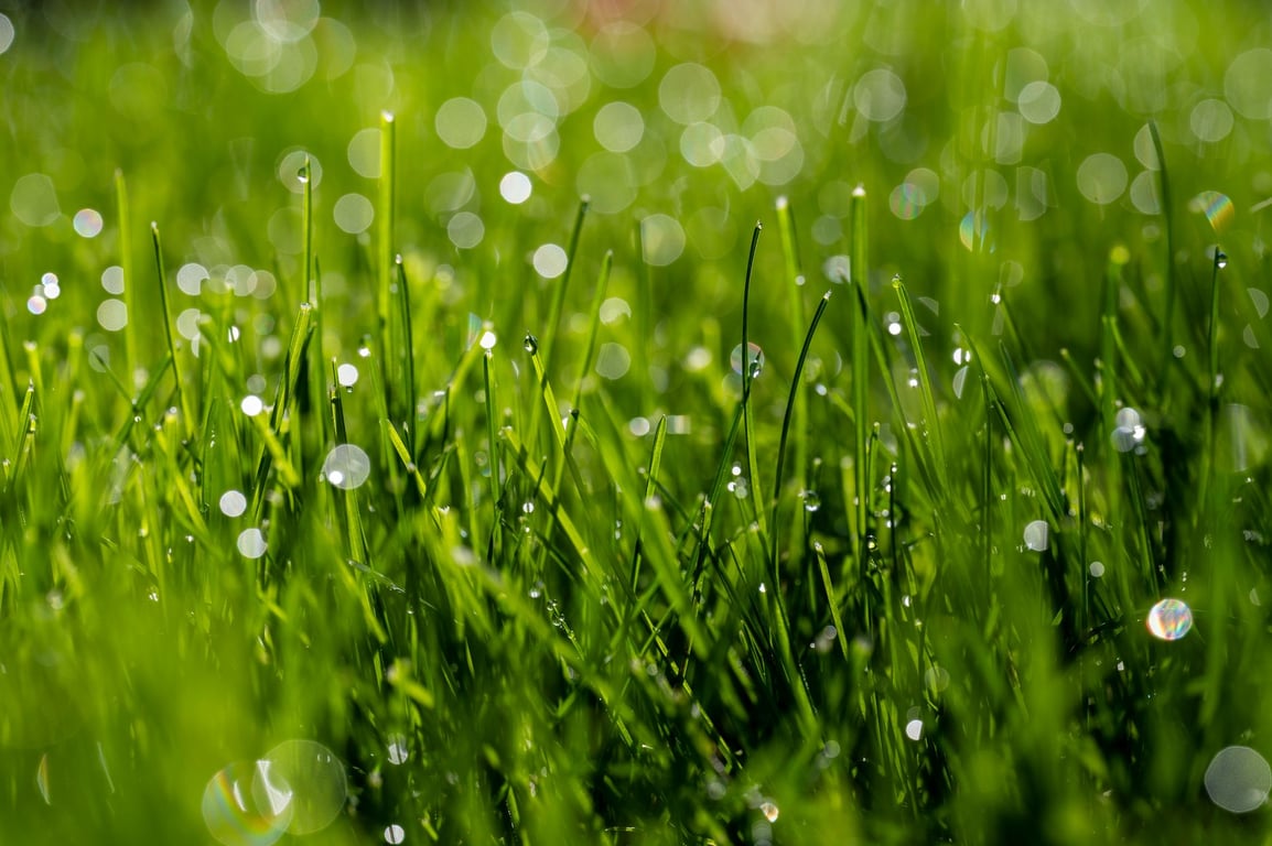TruGreen Near Me: How to Compare Local Lawn Care Service Options