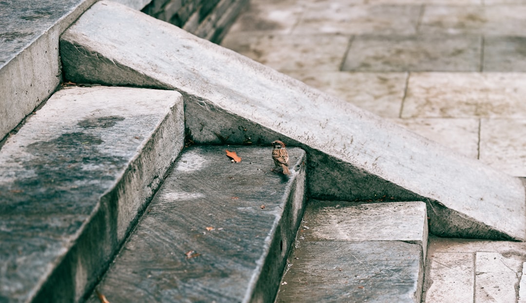 Hardscape Companies Near Me: How to Compare Local Contractors for Lasting Outdoor Projects