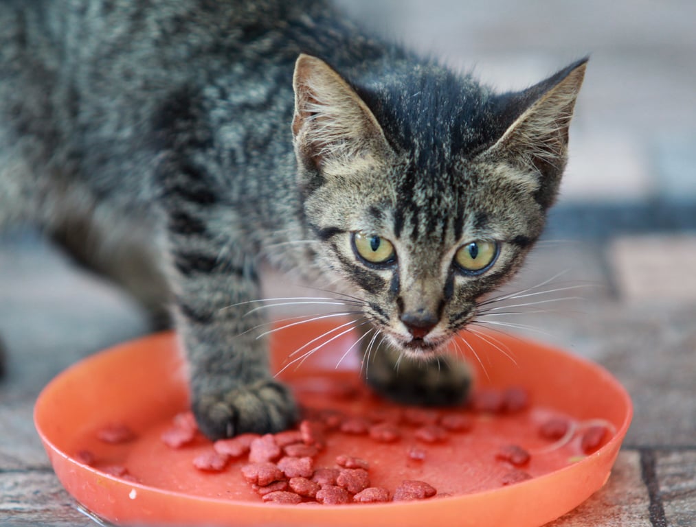cat eating from bowl