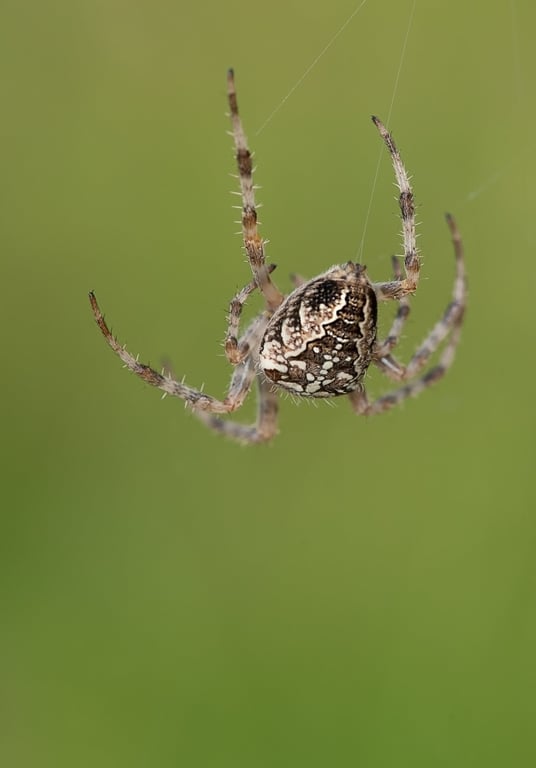 spider web near window