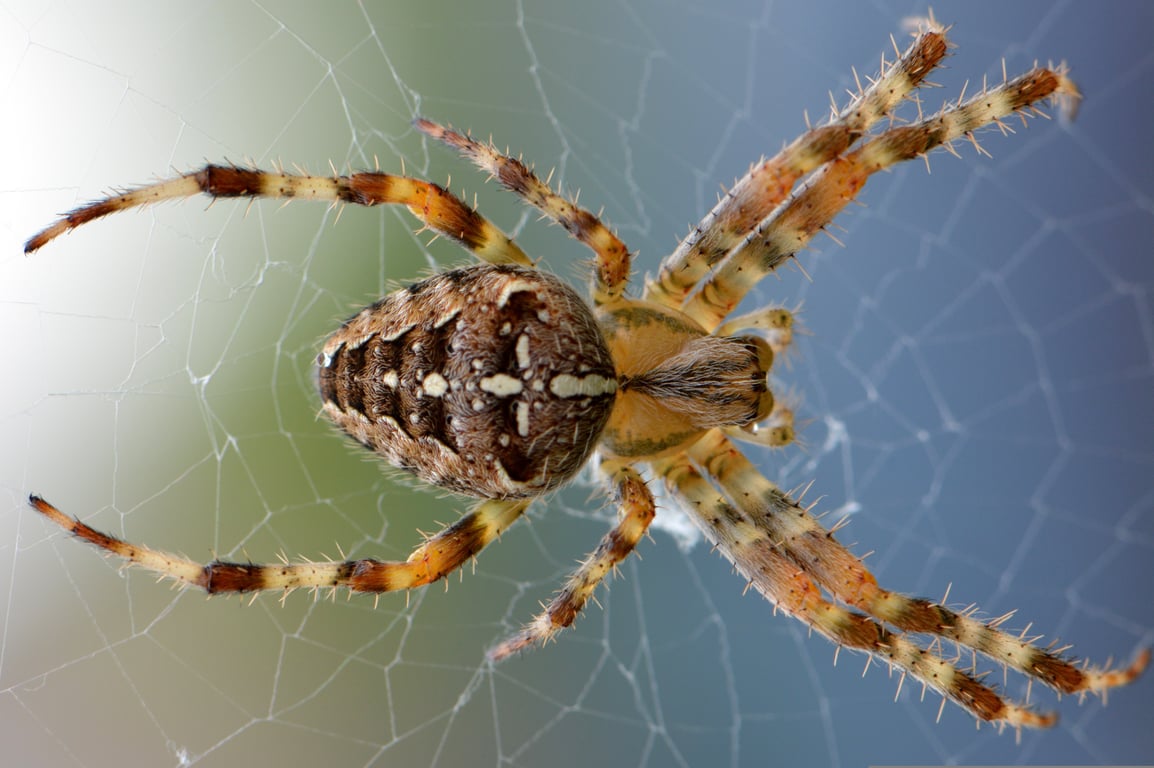 spider identification app