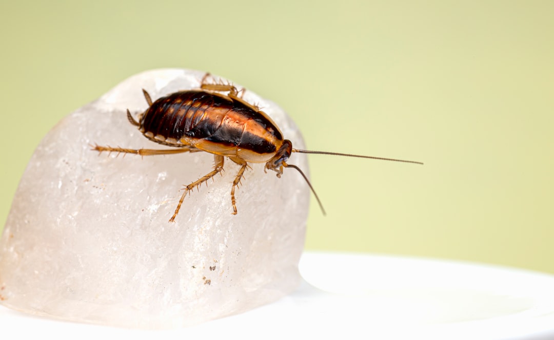 Cockroach Exterminator Cost: How to Compare Treatment Prices and Value