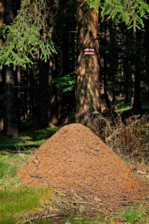 ant trail
