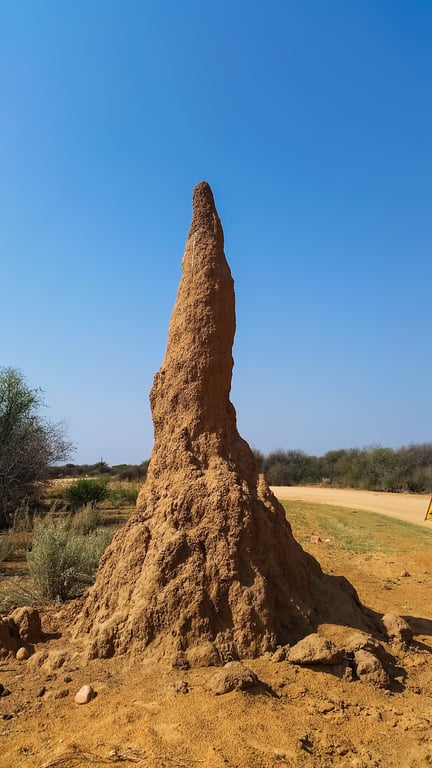 termite mud tubes