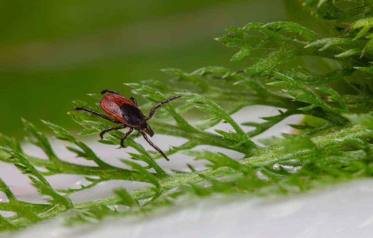 Tick Control Companies Near Me: How to Compare Local Services Before You Hire