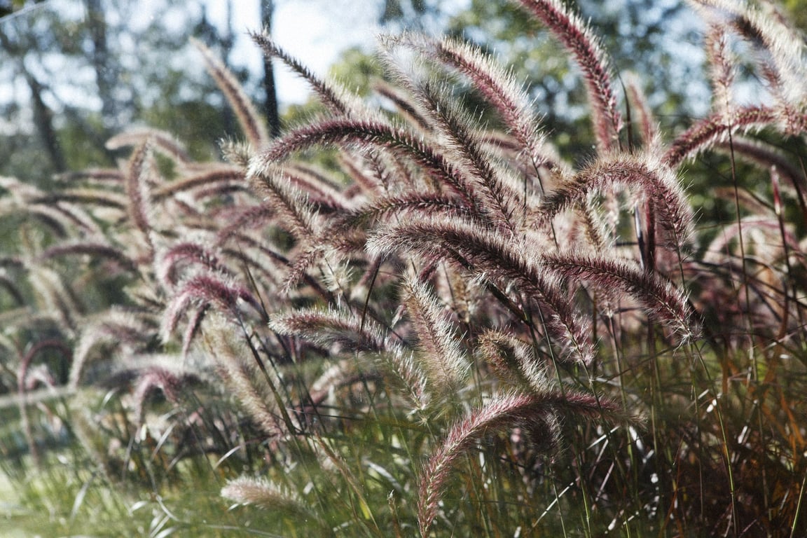 garden landscape design