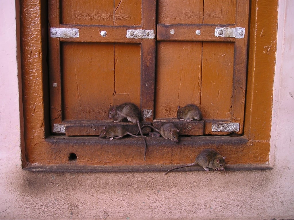 rat trap