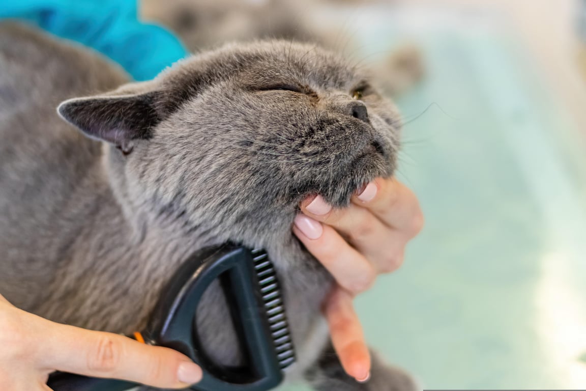 mobile cat grooming