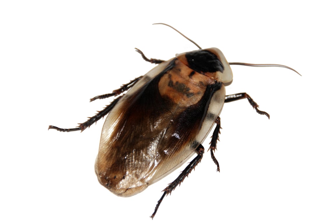 cockroach monitoring trap