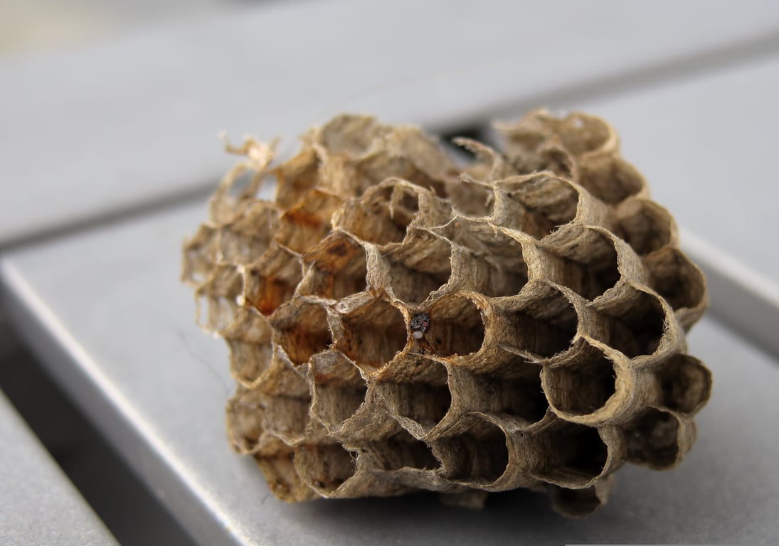wasp nest roofline