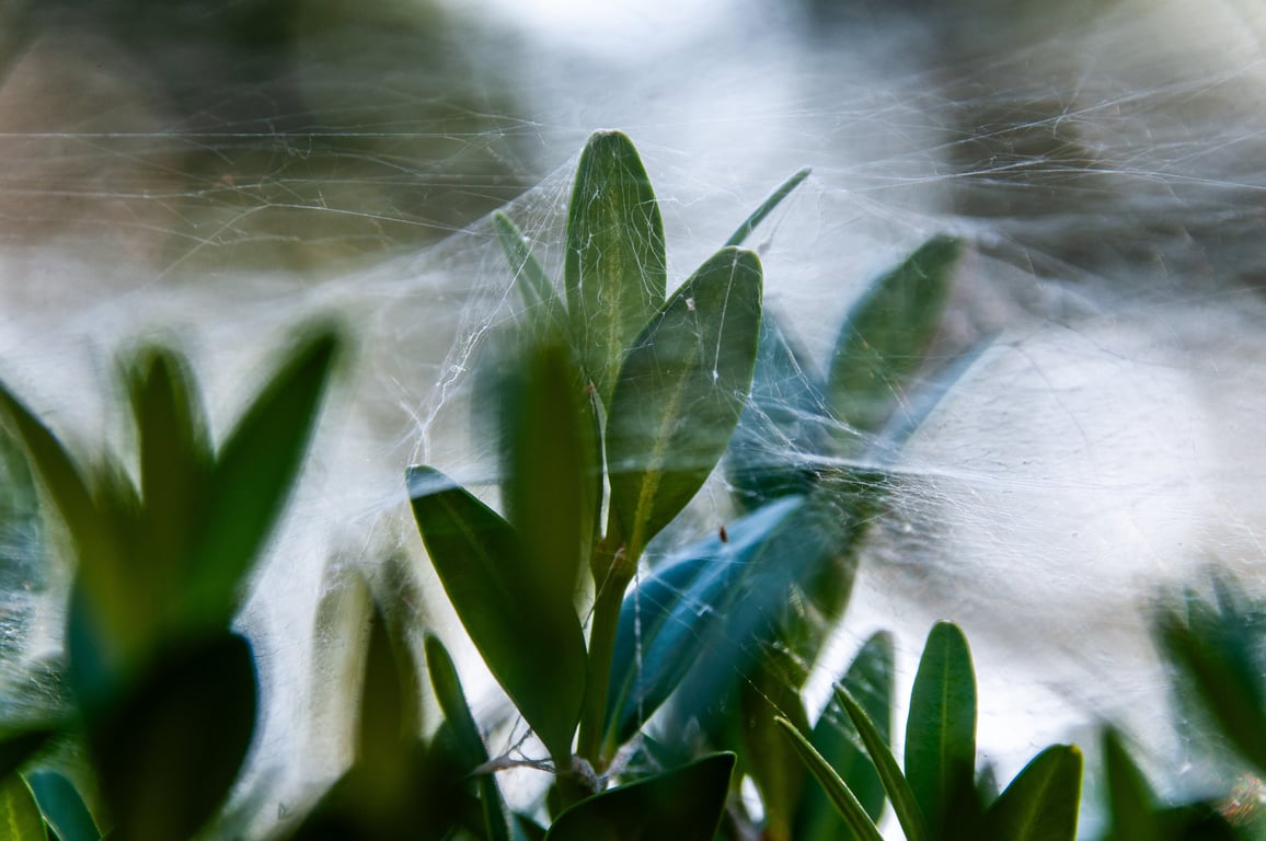 spider web in basement