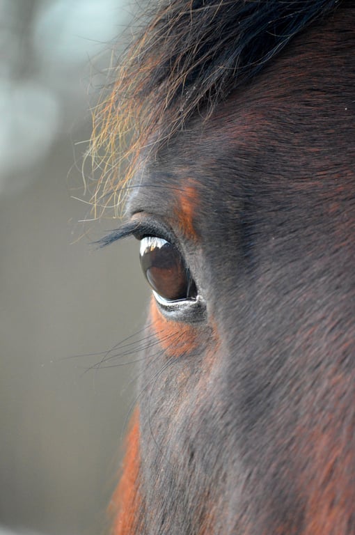 horse trailer repair