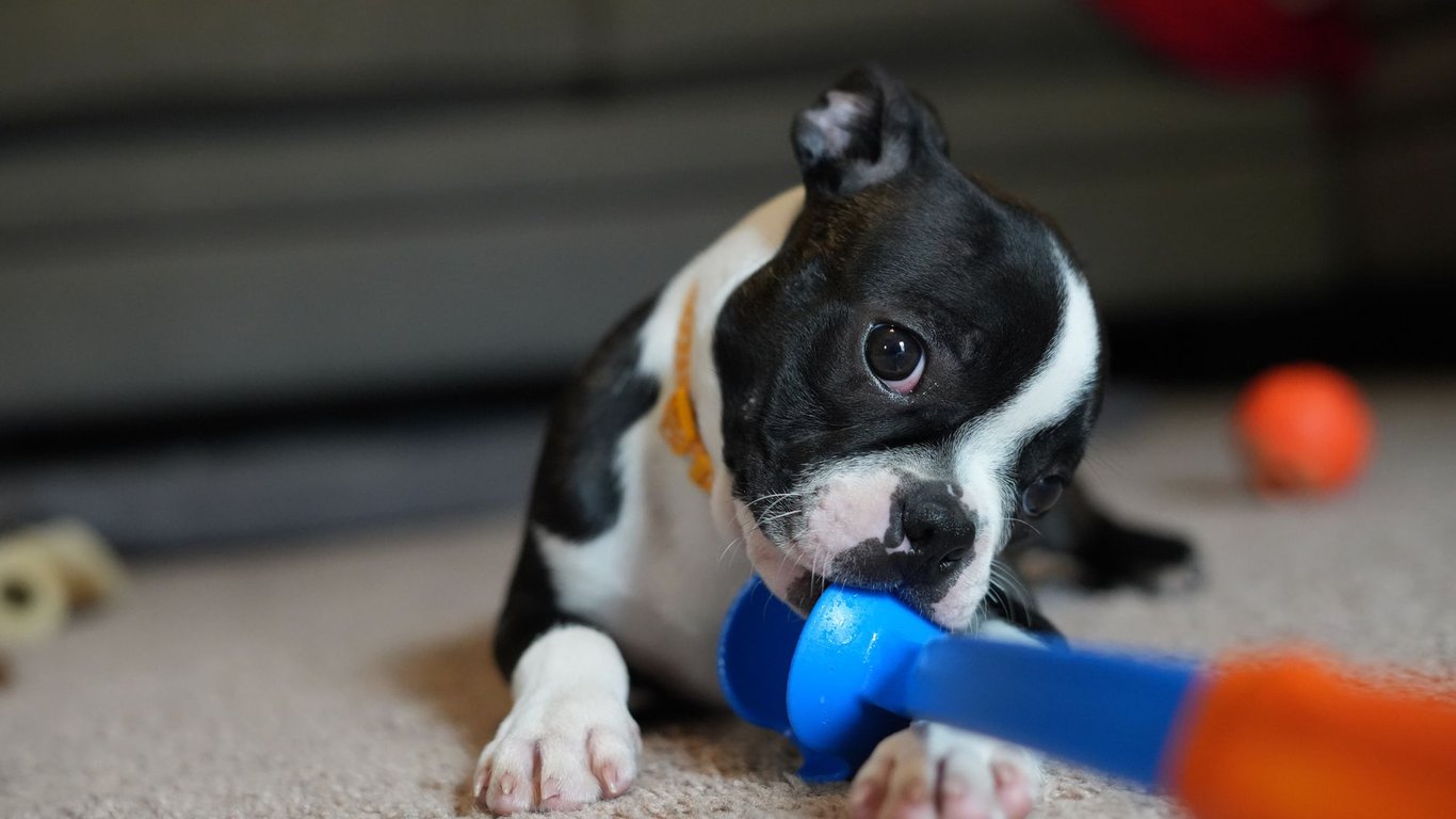 Puppy Insurance: What to Compare Before Your Dog’s First Vet Visit
