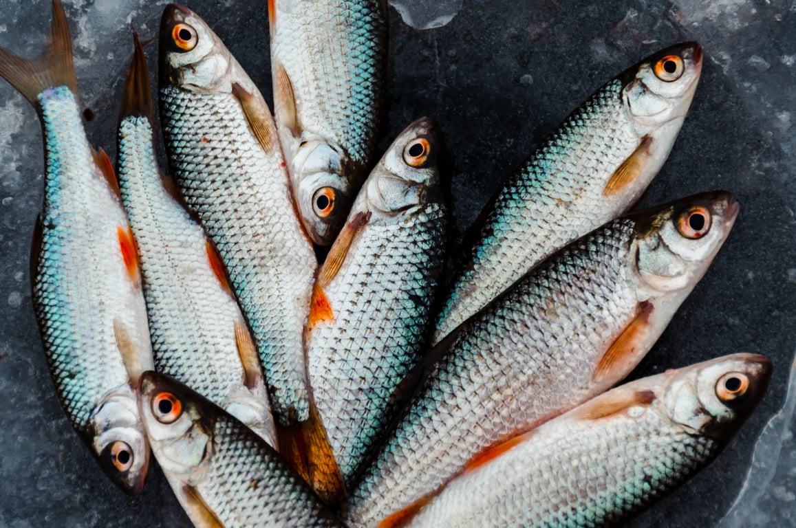 Fish Dog Food: How to Choose a Protein That Suits Your Dog